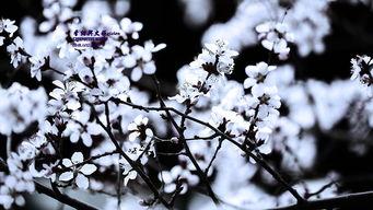 忽如一夜春风来