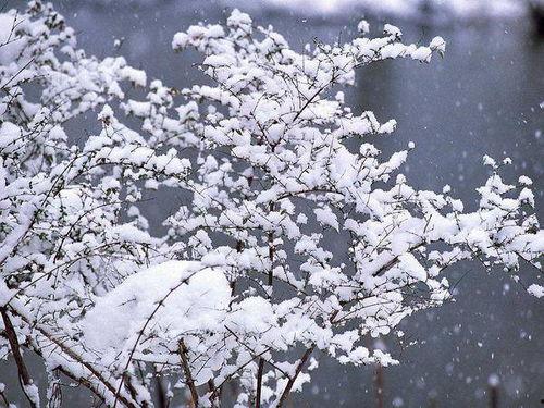 忽如一夜春风来