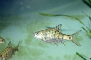 子非鱼,探寻东方哲学的智慧之光